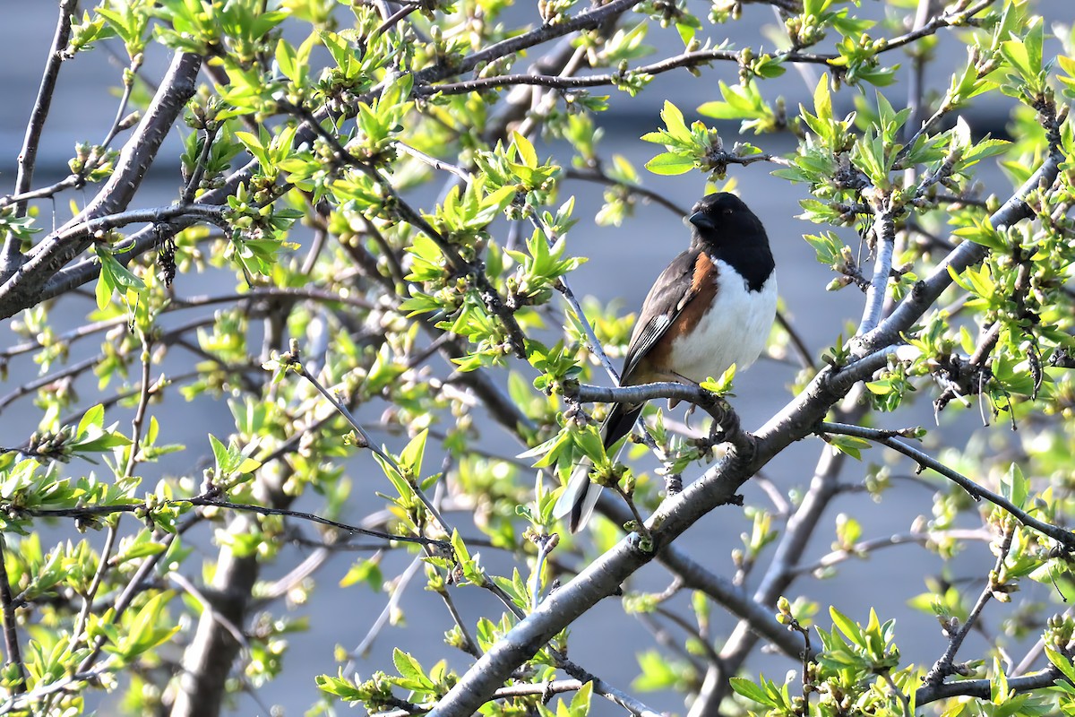 Eastern Towhee - ML570379451