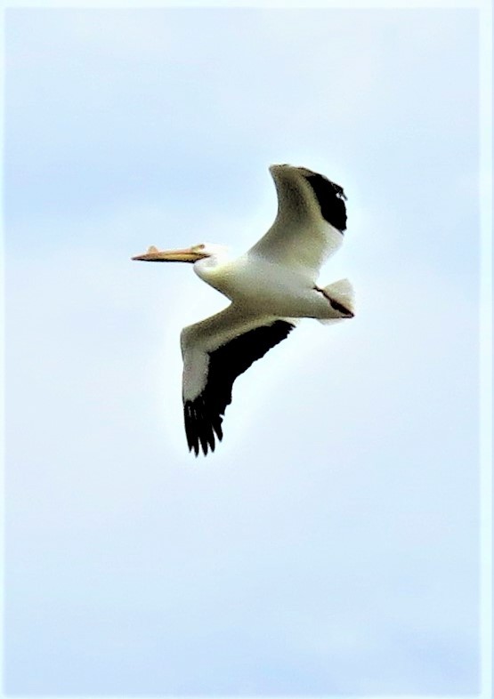 American White Pelican - ML570380391