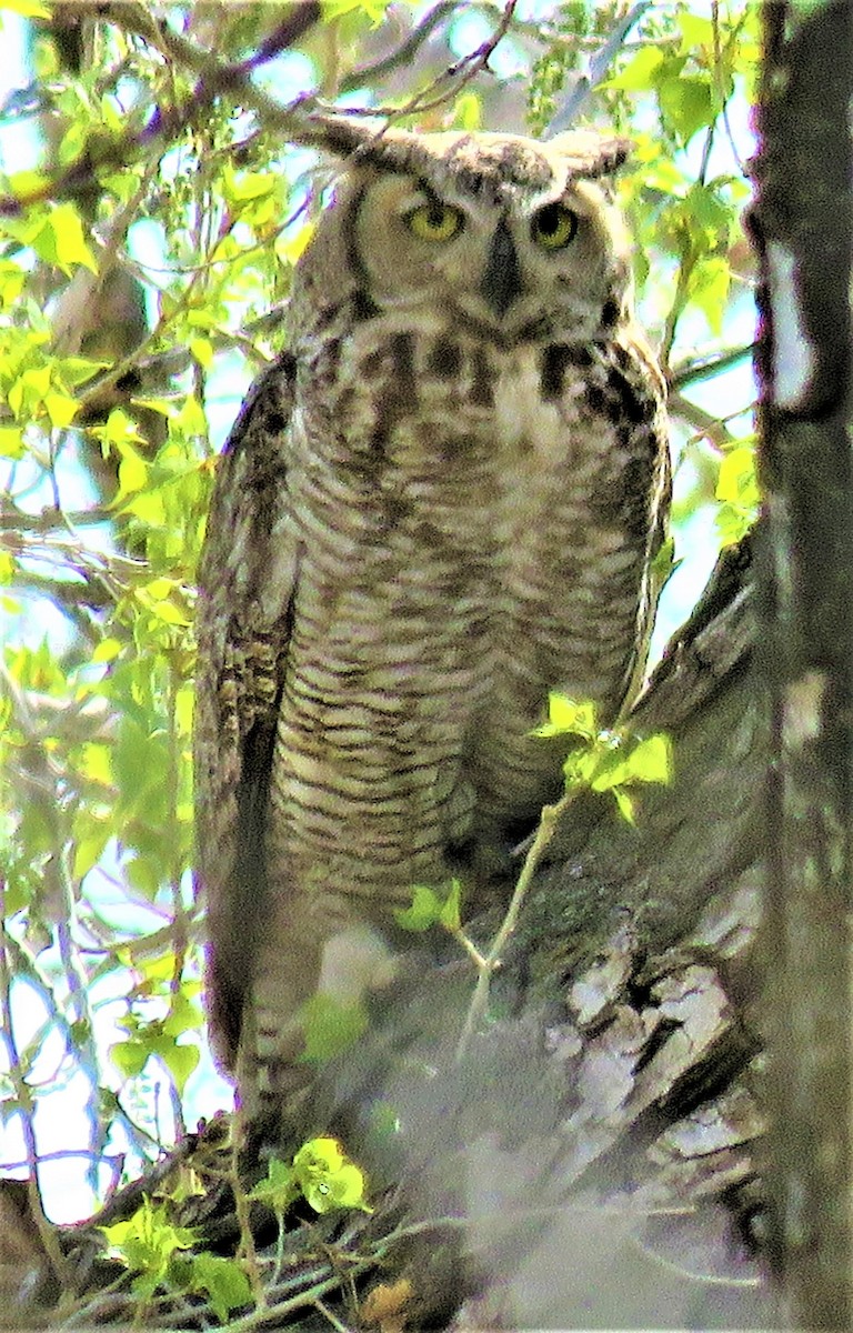 Great Horned Owl - ML570380621