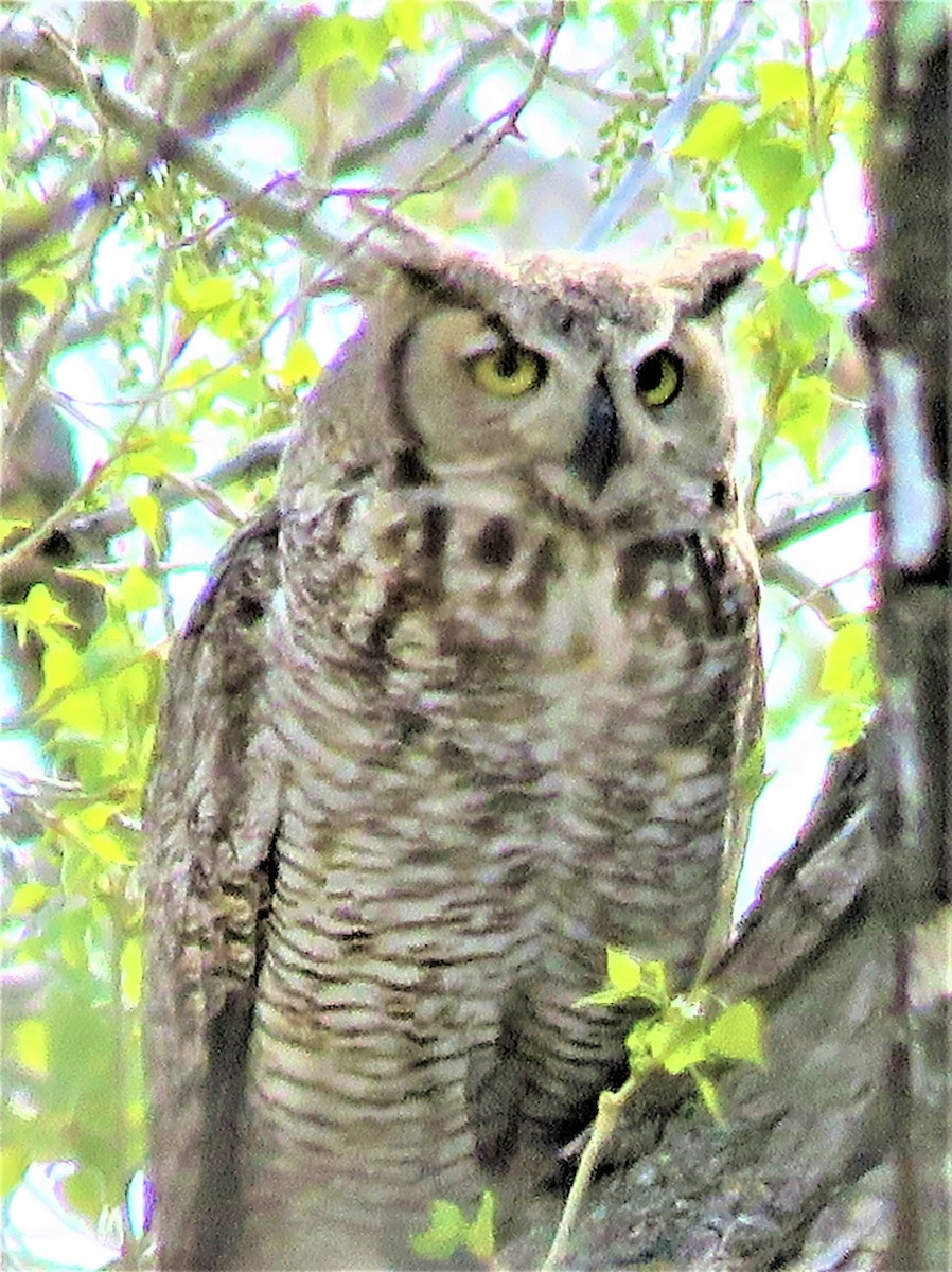 Great Horned Owl - ML570380631