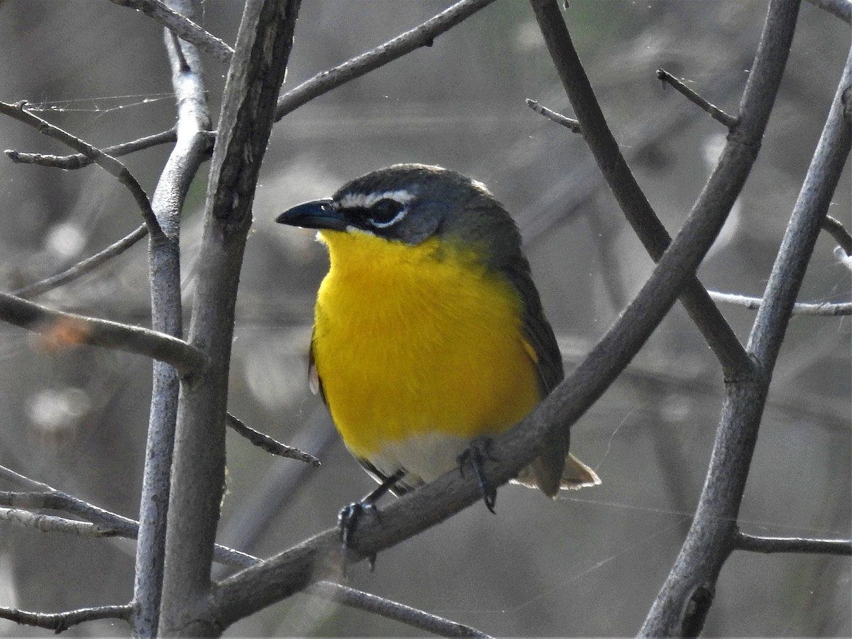 Yellow-breasted Chat - ML570380861