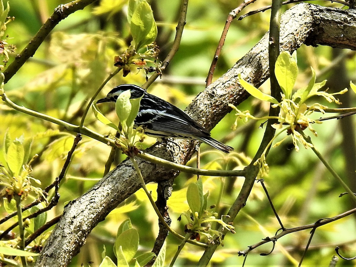 Black-and-white Warbler - ML570381181