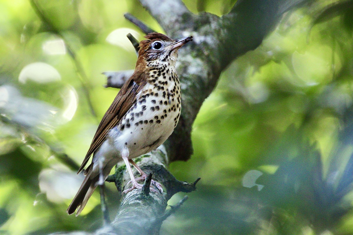 Wood Thrush - ML570382281