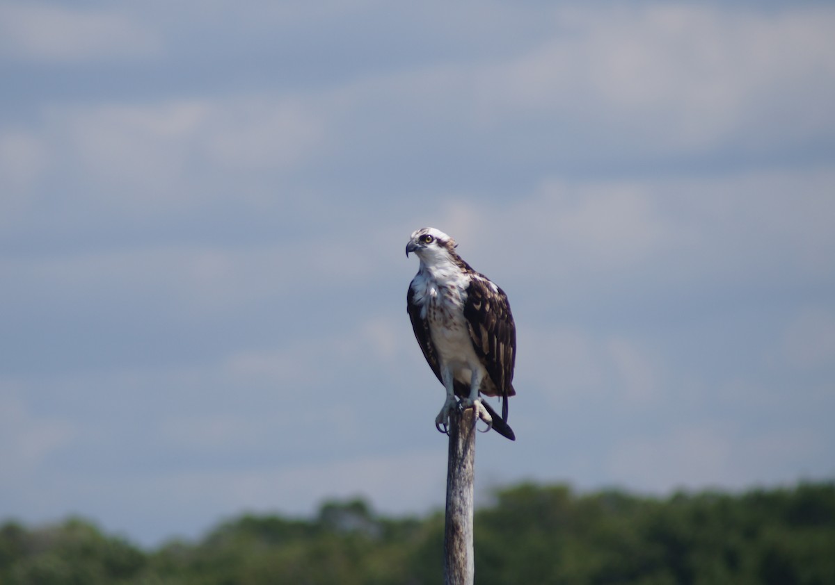 Osprey - Programa de Aves Urbanas Motozintla Agrobiodiversidad, Territorio y Sustentabilidad