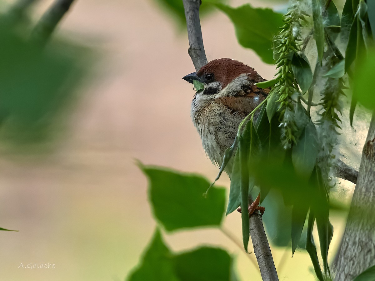 Eurasian Tree Sparrow - ML570383171