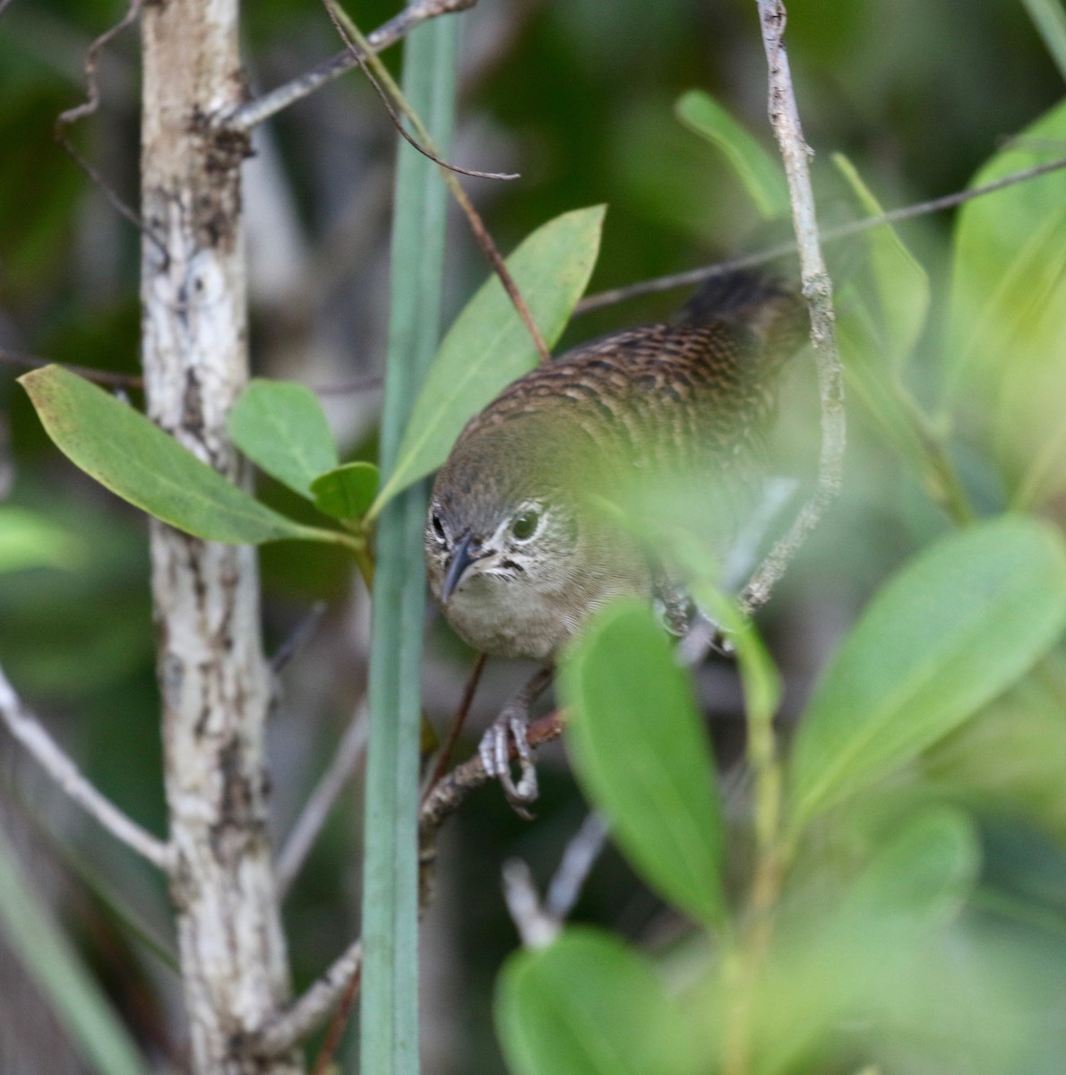 Zapata Wren - ML570383501