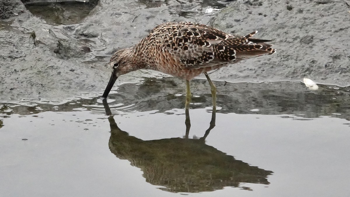 Long-billed Dowitcher - ML570383871