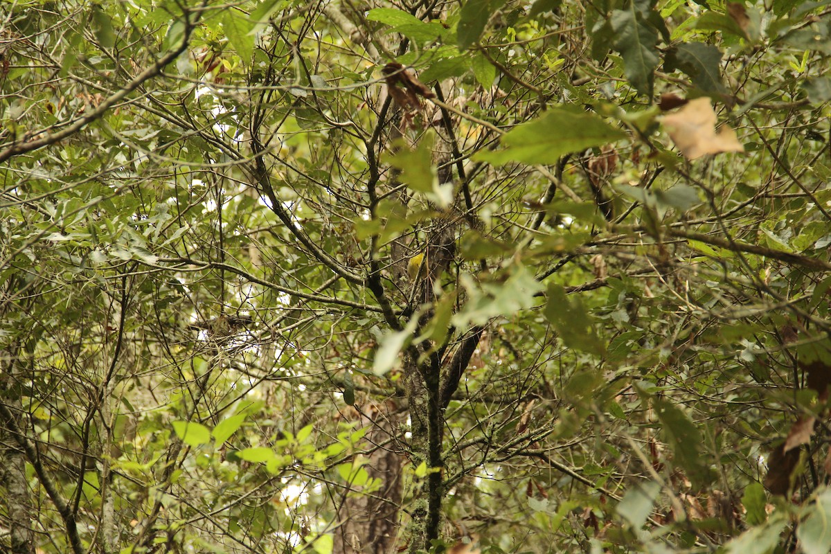 Rufous-capped Warbler - ML570384221