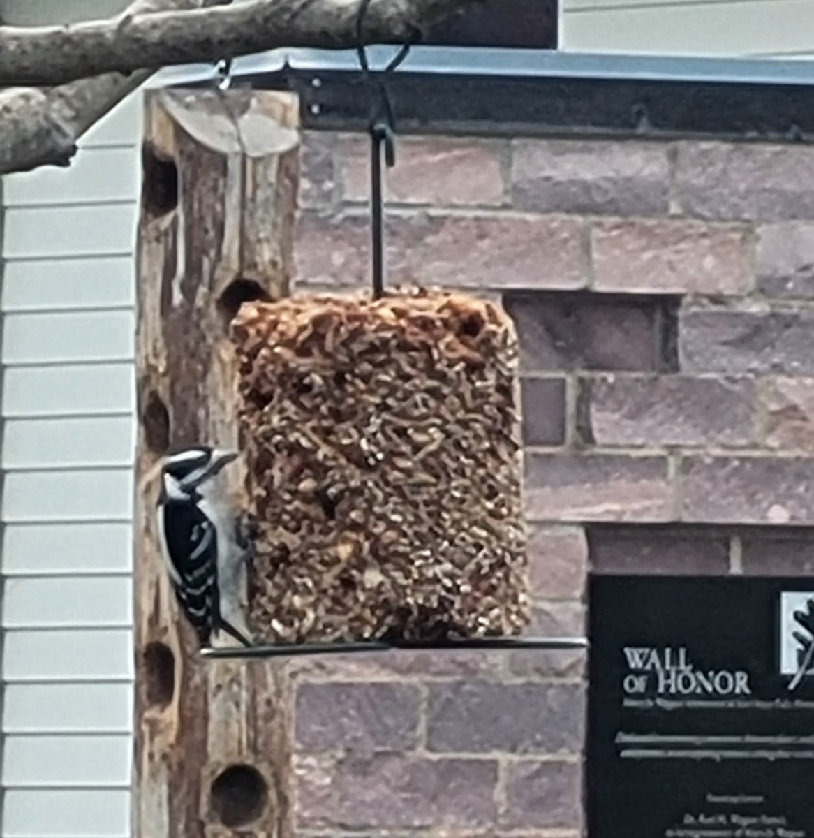 Downy Woodpecker - ML570384881