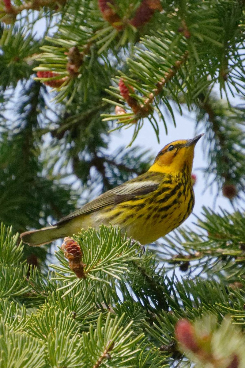 Cape May Warbler - ML570384931