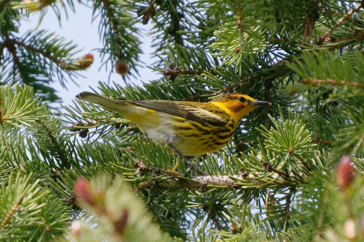Cape May Warbler - ML570384941