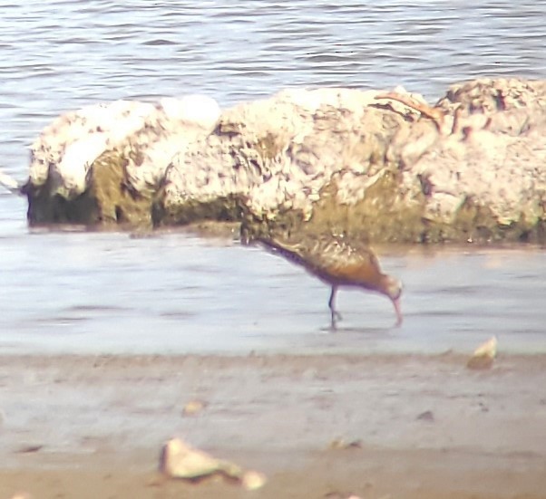 Hudsonian Godwit - ML570386081