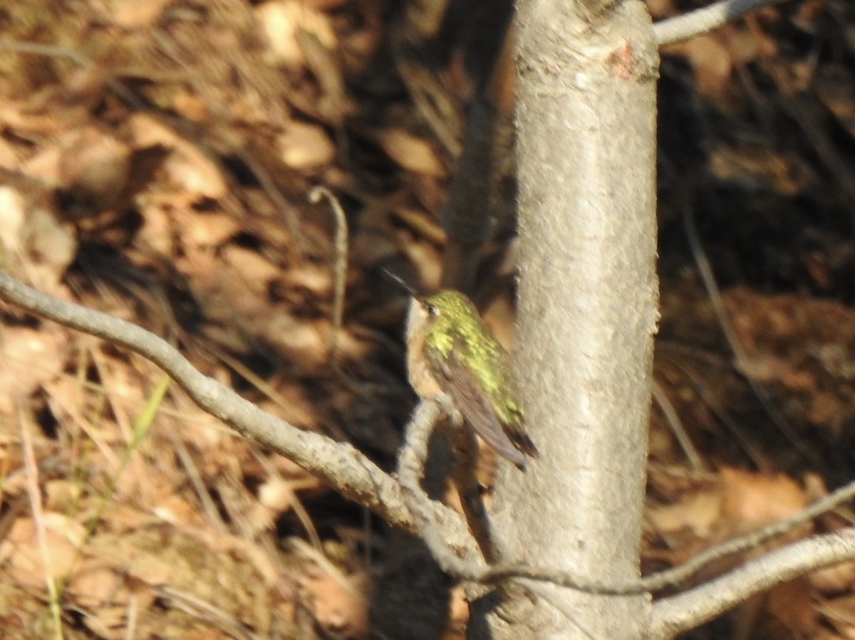 Calliope Hummingbird - ML570386641