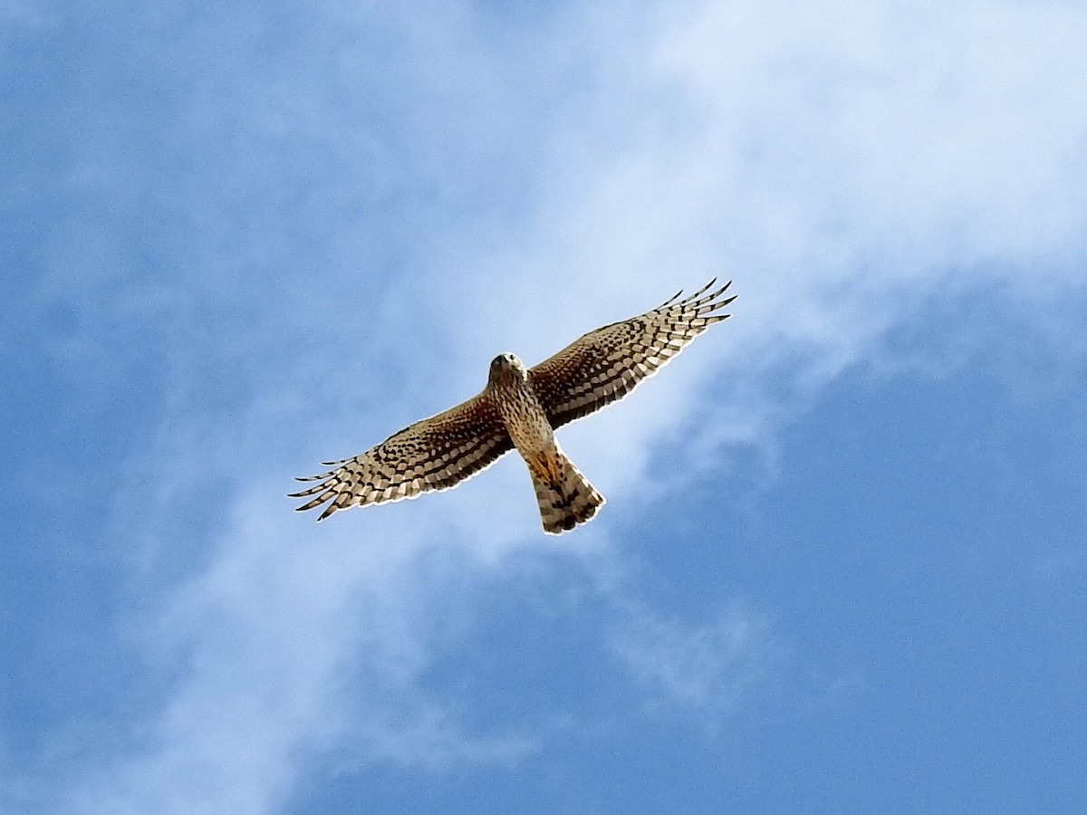 Northern Harrier - Mireille Tremblay