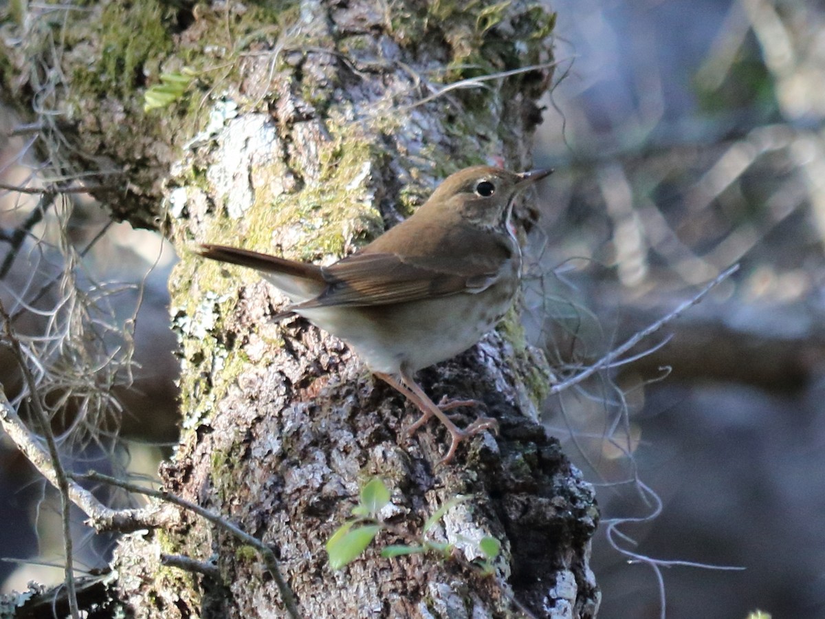 Hermit Thrush - ML57038781