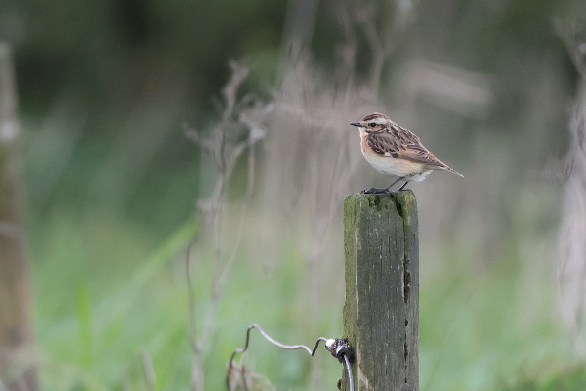 Whinchat - ML570387841