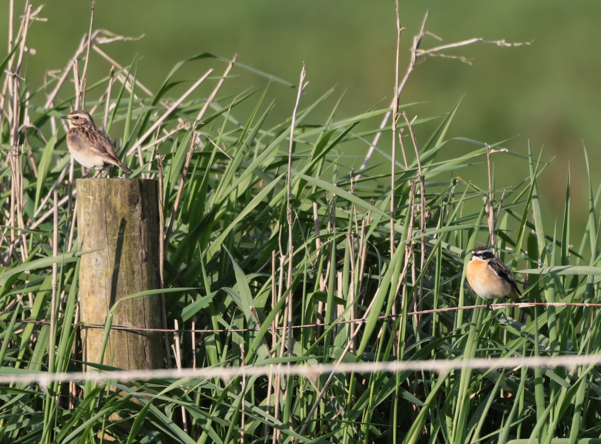 Braunkehlchen - ML570387851