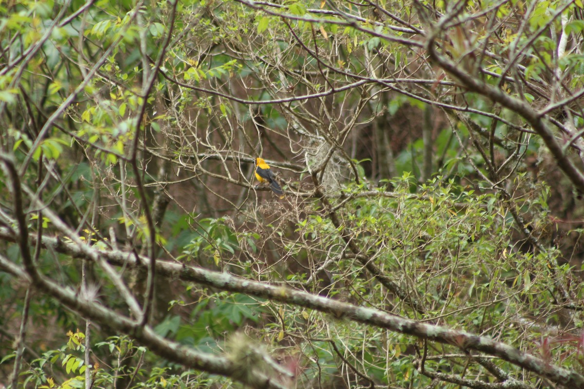 Yellow-backed Oriole - ML570388021