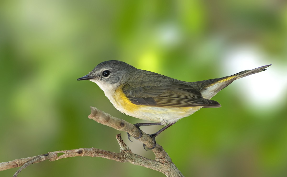 American Redstart - ML570389051