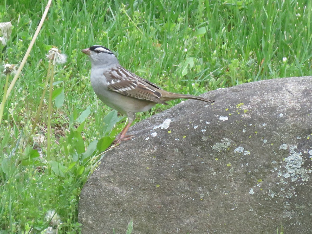 White-crowned Sparrow - ML570389281