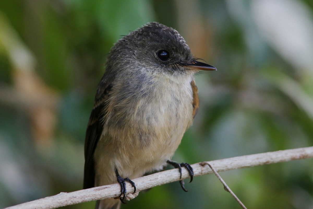 Lesser Antillean Pewee - ML570389411