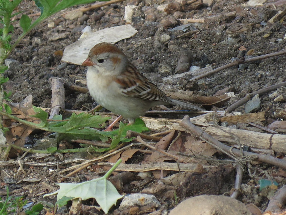 Field Sparrow - ML570389631