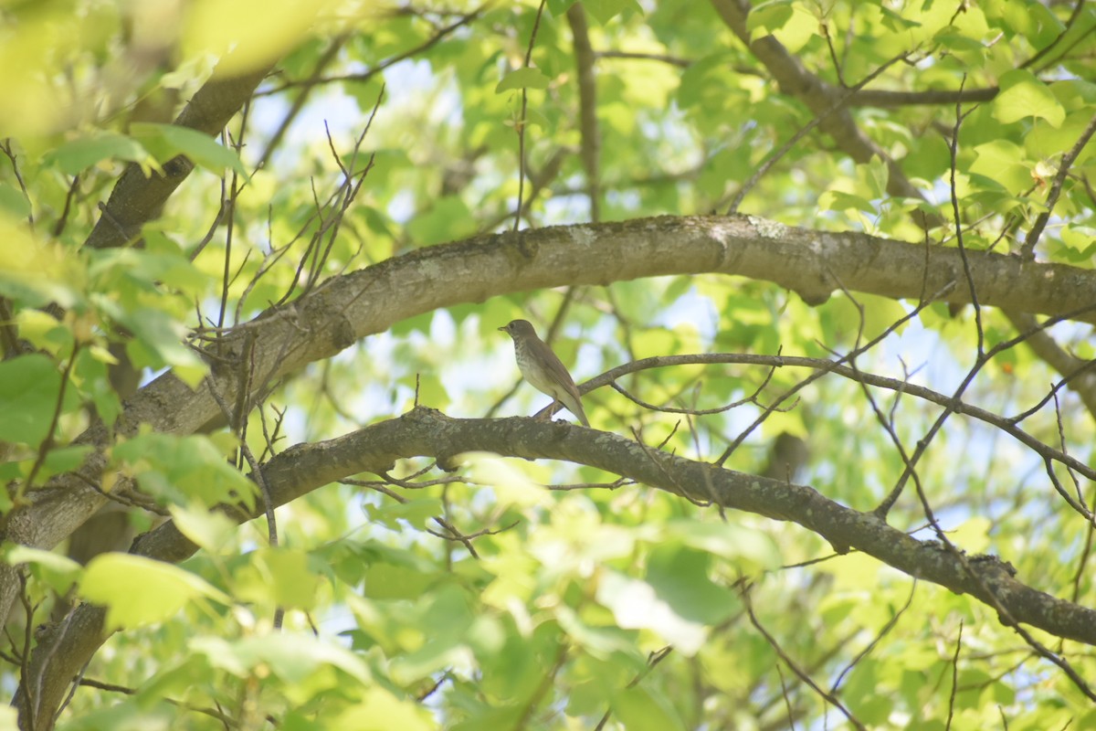 Gray-cheeked Thrush - ML570390061