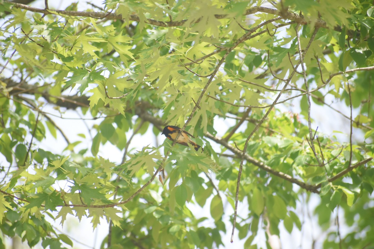 American Redstart - ML570390171