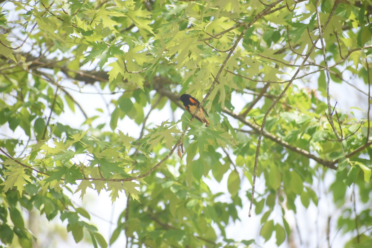 American Redstart - ML570390181