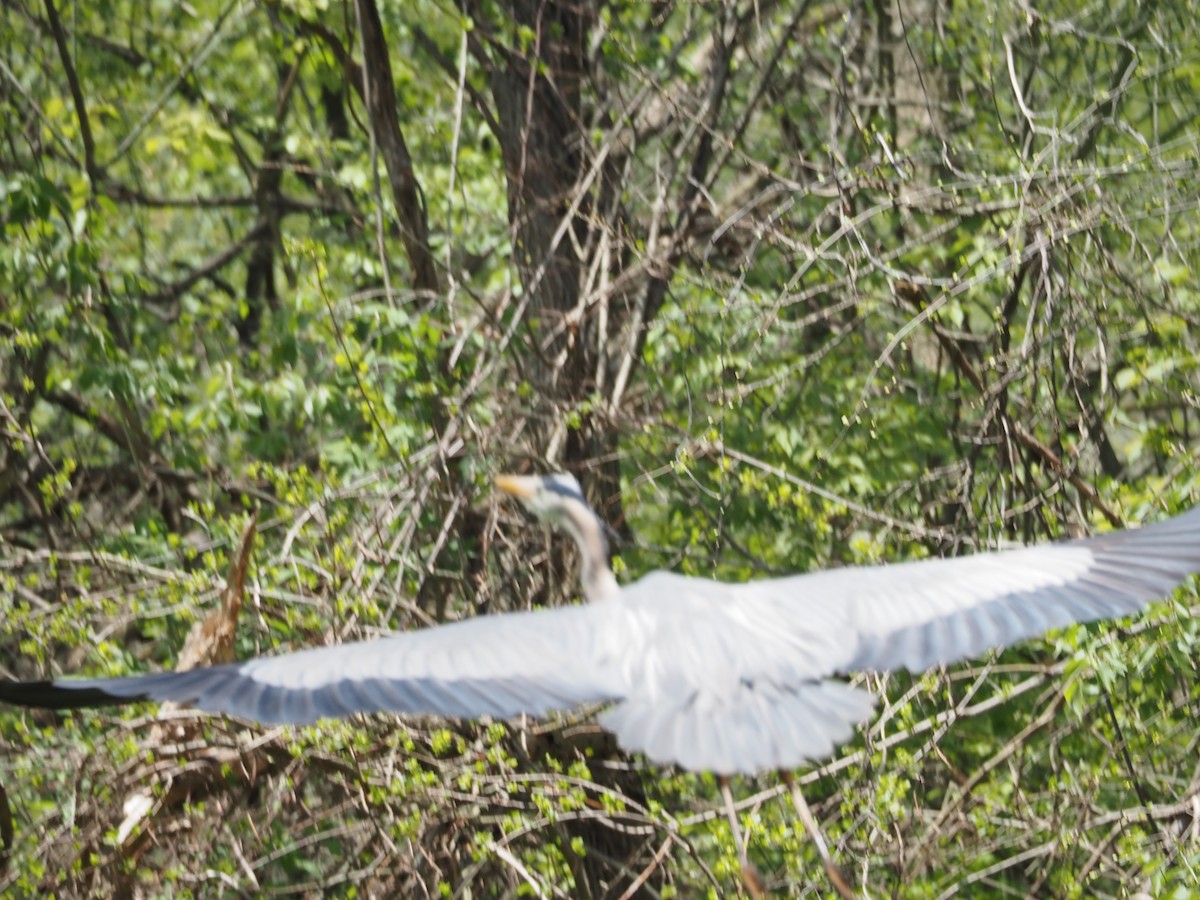Great Blue Heron - ML570390891