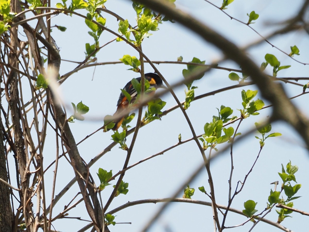 Baltimore Oriole - ML570391211