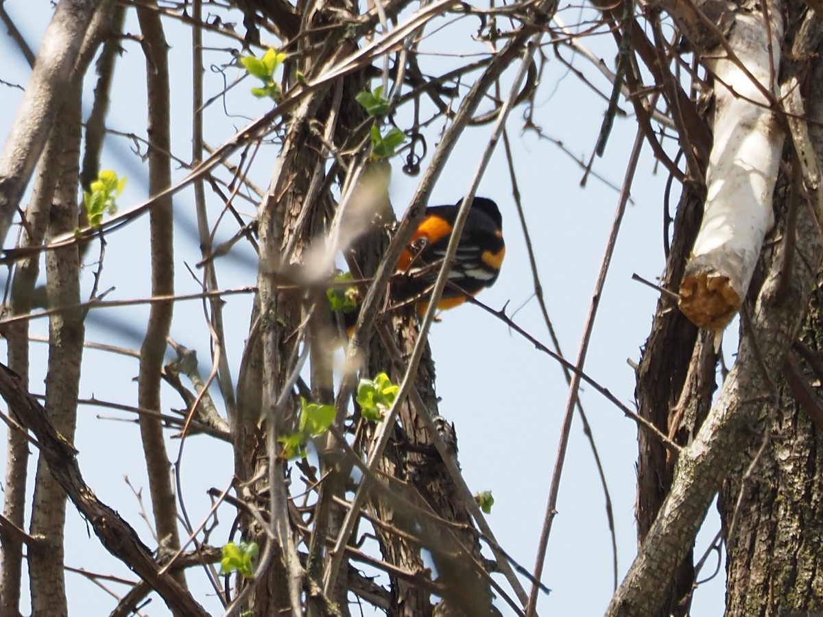 Baltimore Oriole - ML570391221