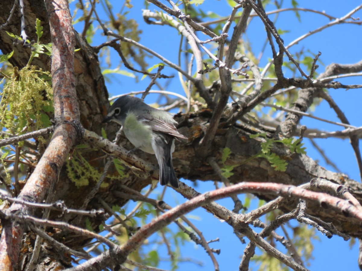 Cassin's Vireo (Cassin's) - ML570391511