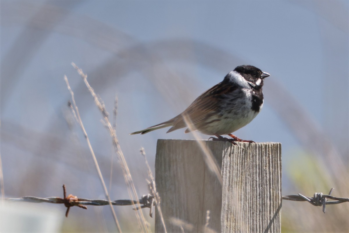 Reed Bunting - ray campbell