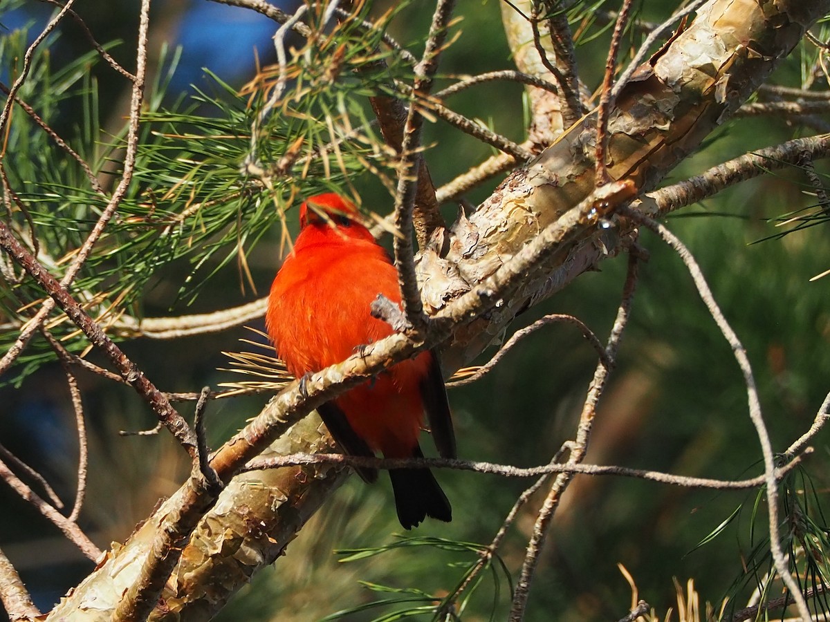 Scarlet Tanager - ML570392441