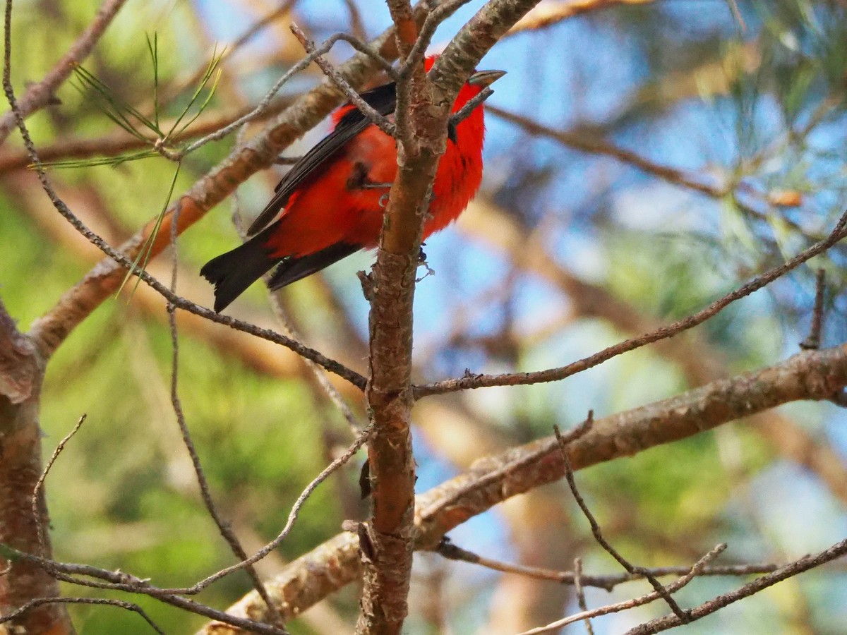 Scarlet Tanager - ML570392451
