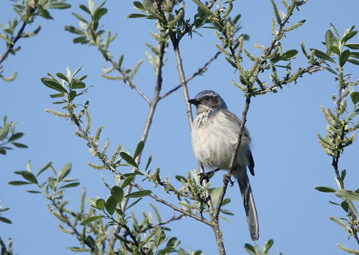 California Scrub-Jay - ML570392941