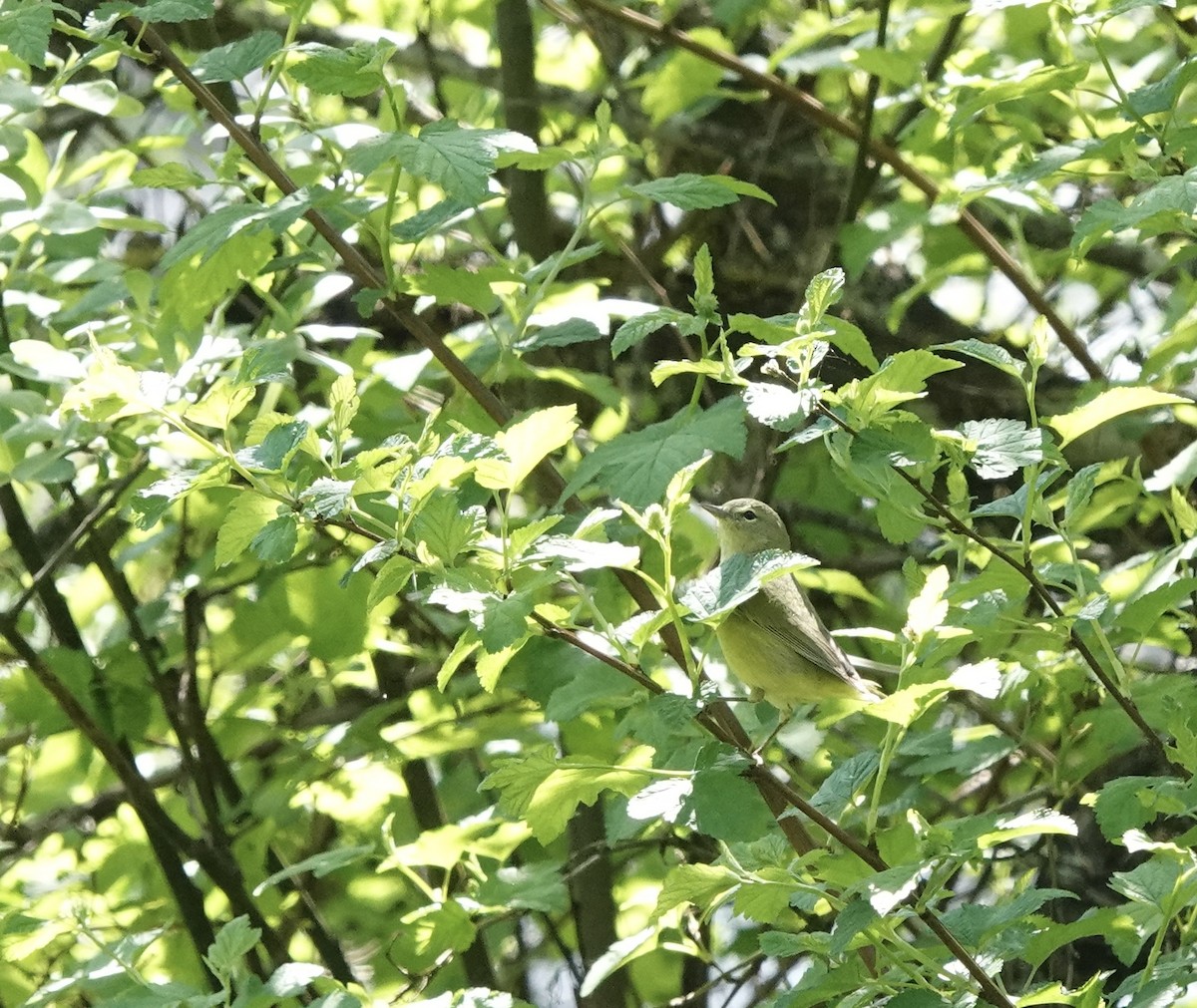 Orange-crowned Warbler - ML570393091