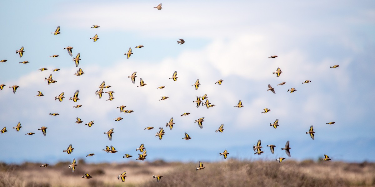 European Goldfinch - ML570393471