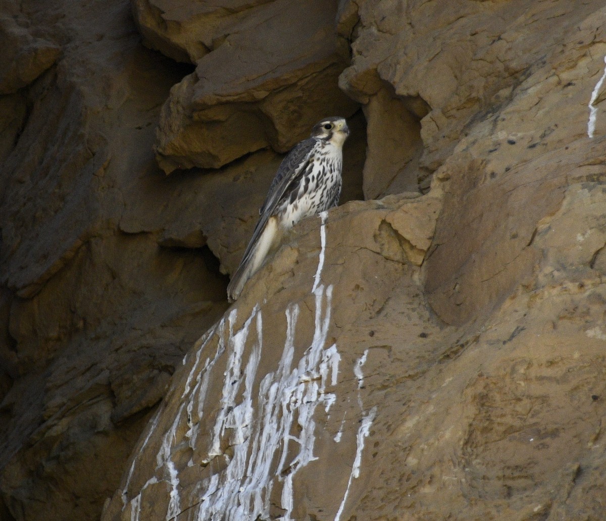 Prairie Falcon - Linda Gurgone