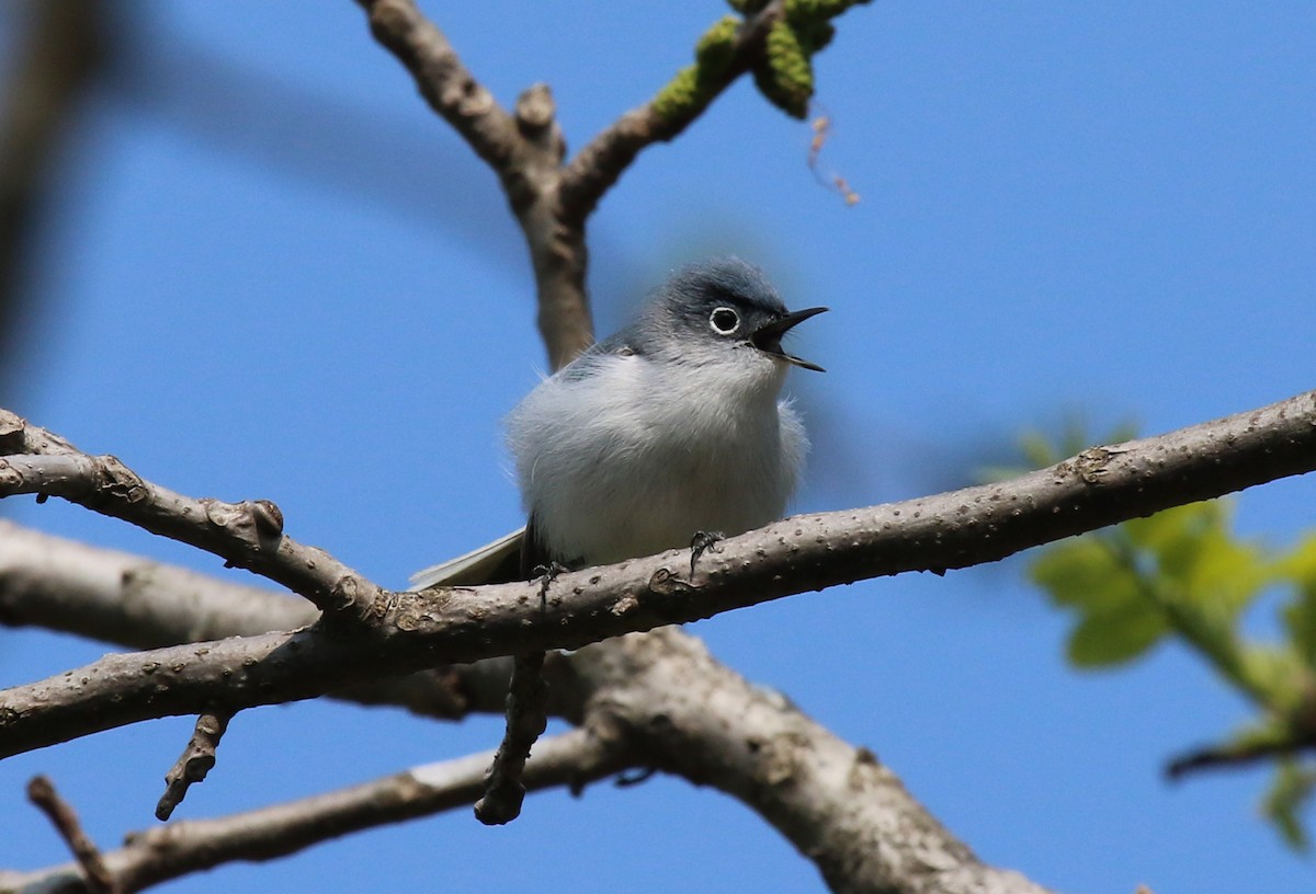 Blue-gray Gnatcatcher - ML570396551