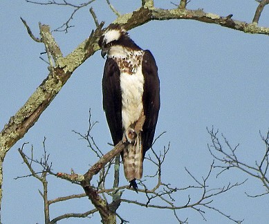 Águila Pescadora - ML570396781