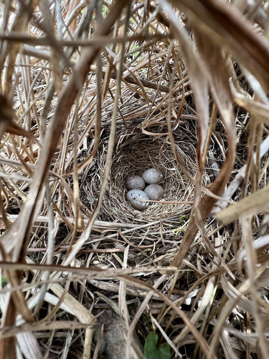 Vesper Sparrow - ML570397691