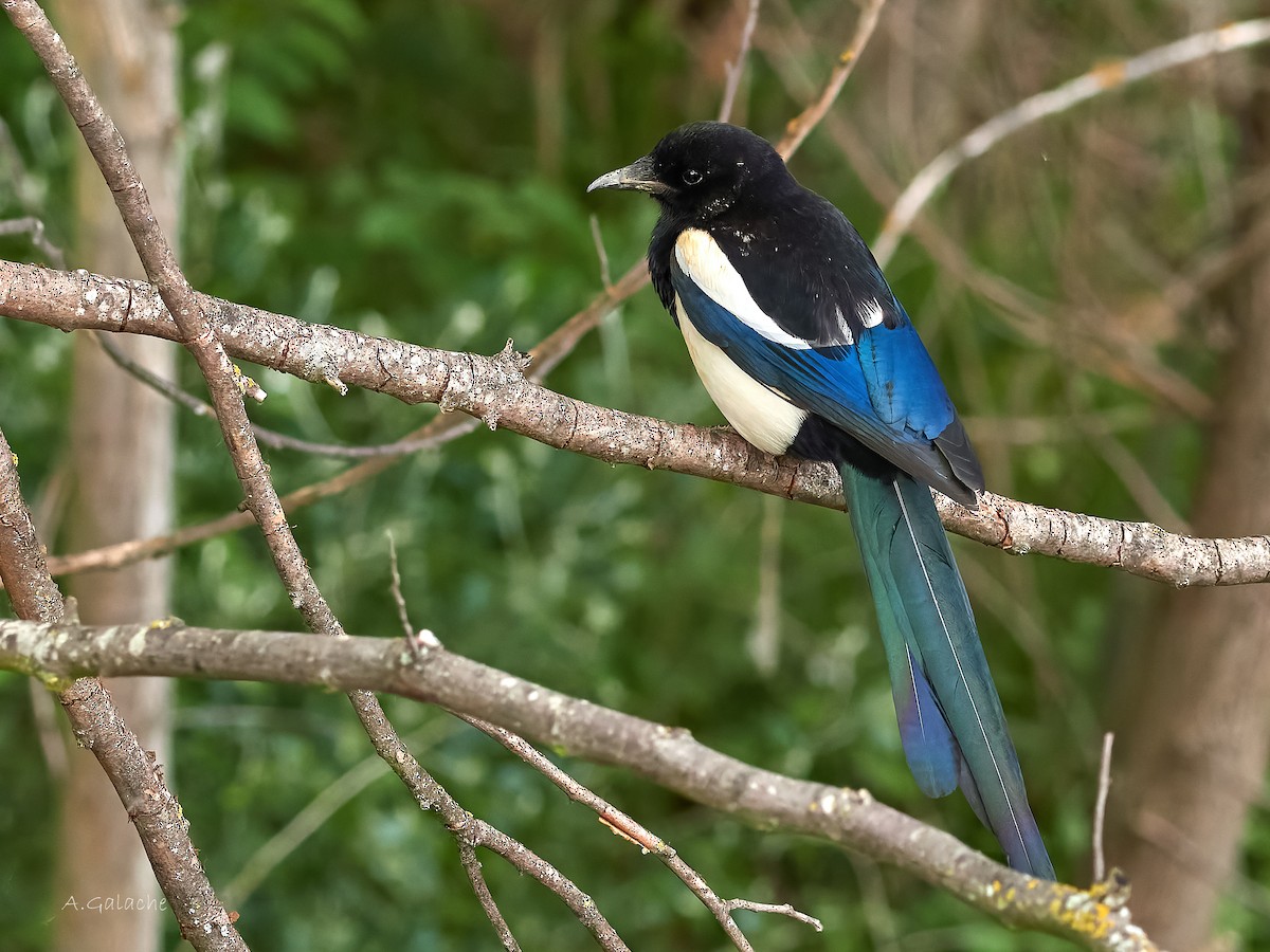 Eurasian Magpie - ML570399831