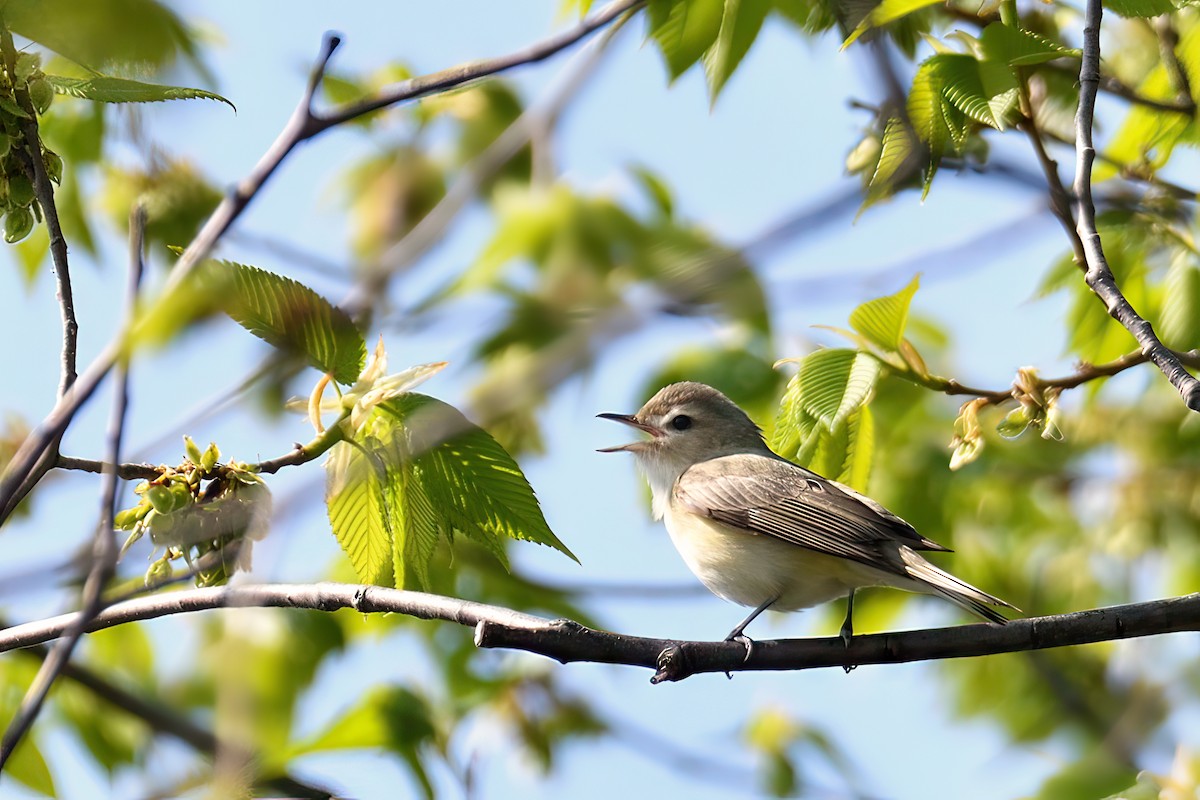 Warbling Vireo - ML570399841