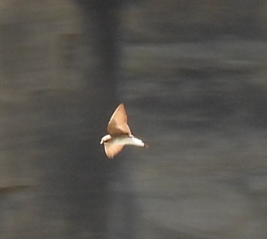Northern Rough-winged Swallow - ML570399961