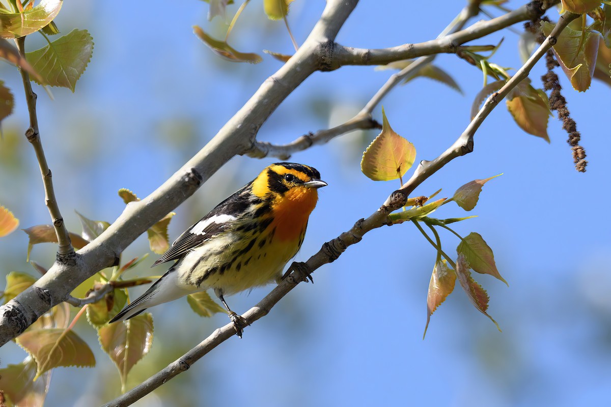 Blackburnian Warbler - ML570400101