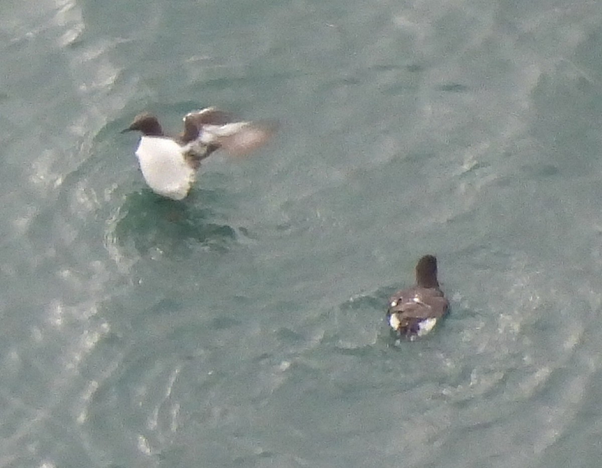 Common Murre - Till Dohse
