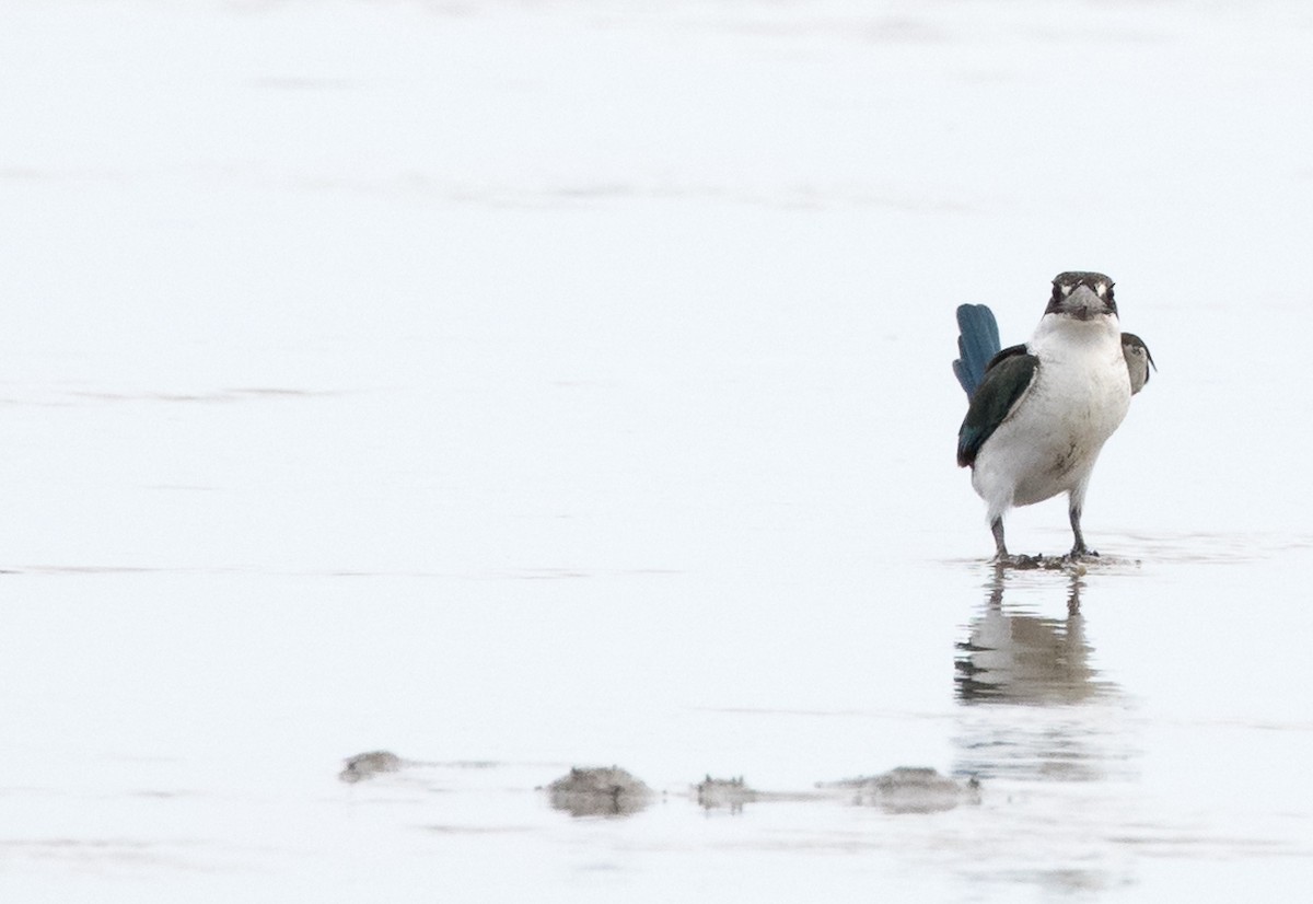 Torresian Kingfisher - ML570401491