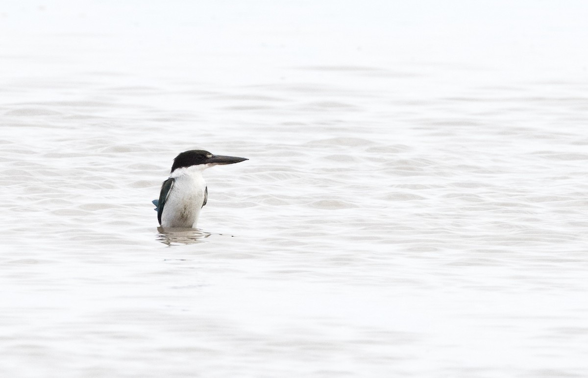 Torresian Kingfisher - ML570401501